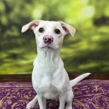 Alessia -  Mixed Breed Dog for Adoption in Walker, Michigan - Alessia | PetCurious