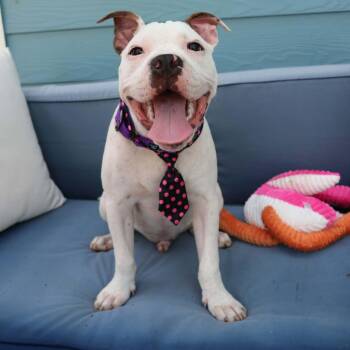 Playful Parker -  American Staffordshire Terrier and French Bulldog Dog for Adoption in Corpus Christi, Texas - Playful Parker | PetCurious