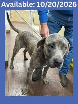 Dog Kennel #9 -  Cane Corso and Mixed Breed Dog for Adoption in Greenville, Texas - Dog Kennel #9 | PetCurious