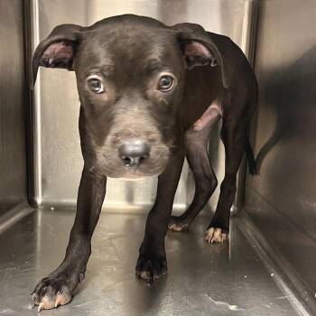 Sublime -  Mixed Breed Dog for Adoption in Chattanooga, Tennessee - Sublime | PetCurious
