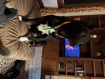 Labrador Retriever and Border Collie Dogs Available for Adoption - Abe | PetCurious