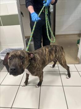 Pit Bull Terrier Dogs Available for Adoption in Derwood, Maryland - JUPITER | PetCurious