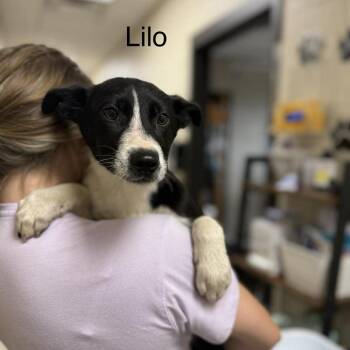 Mixed Breed Dogs Available for Adoption in Jacksboro, Tennessee - Lilo | PetCurious