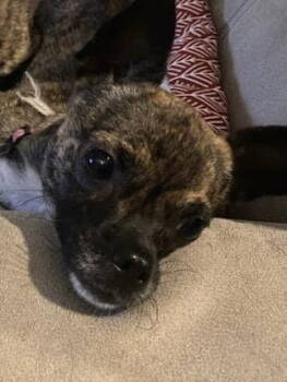 Rescue Chihuahua Dogs for Adoption in Timonium, Maryland - Zoey | PetCurious