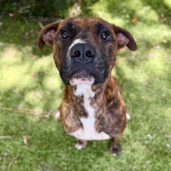 Gizmo -  Mixed Breed Dog for Adoption in Milton, Florida - Gizmo | PetCurious