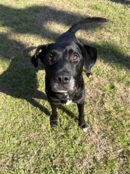 Rocket -  Retriever and Mixed Breed Dog for Adoption in Memphis, Tennessee - Rocket | PetCurious