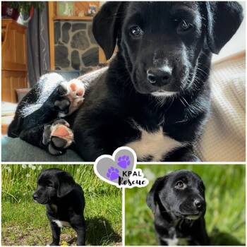 Scary Spice - Spice Girls Litter -  Mixed Breed Dog for Adoption in Kenai, Alaska - Scary Spice - Spice Girls Litter | PetCurious
