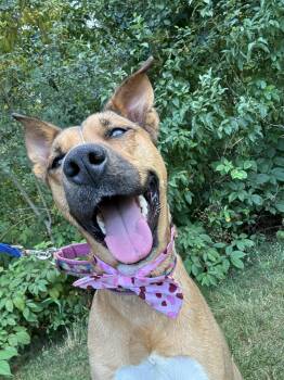 IRIS- ADOPTION FEE SPONSORED -  Husky Dog for Adoption in Pembroke, Massachusetts - IRIS- ADOPTION FEE SPONSORED | PetCurious
