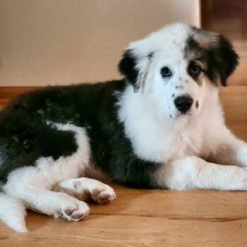 Saint Bernard and Great Pyrenees Dogs Available for Adoption - Dani | PetCurious