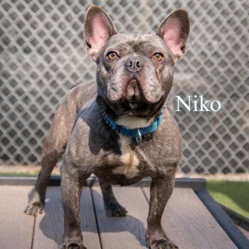 Niko -  French Bulldog Dog for Adoption in Parkersburg, West Virginia - Niko | PetCurious