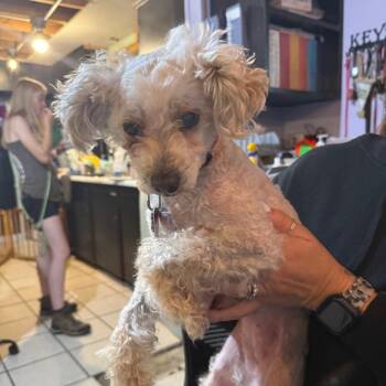 Poodle Dogs Available for Adoption in Savannah, Georgia - Winnie | PetCurious