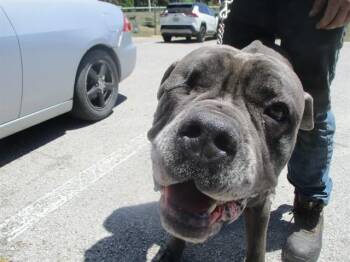 Cane Corso Dogs Available for Adoption in Ocala, Florida - A380659 | PetCurious