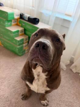 Otis -  American Bully Dog for Adoption in Forney, Texas - Otis | PetCurious