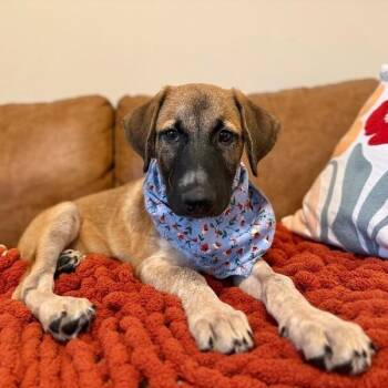Teddy Bear Built for Snuggles -  German Shepherd Dog and Great Pyrenees Dog for Adoption in Friendswood, Texas - Teddy Bear Built For Snuggles | PetCurious