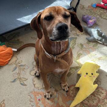 Rescue Hound Dogs for Adoption in Sadler, Texas - Beau | PetCurious