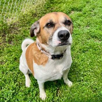 Mixed Breed Dogs Available for Adoption - Giddion *CL* | PetCurious