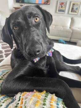 Velcro -  Black Labrador Retriever Dog for Adoption in Killingworth, Connecticut - Velcro | PetCurious