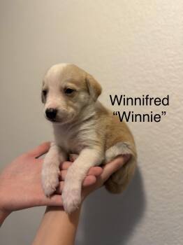 Anatolian Shepherd and Great Pyrenees Dogs Available for Adoption - Winnie  | PetCurious