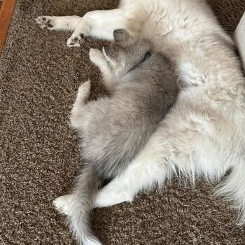 Siberian Husky Dogs Available for Adoption in Blaine, Minnesota - Astro | PetCurious