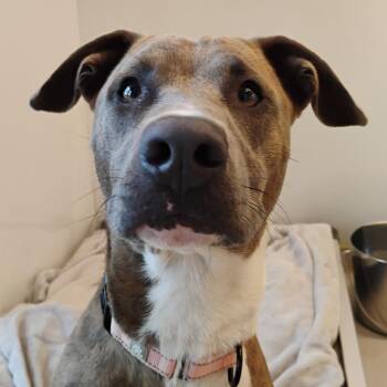 Mixed Breed Dogs Available for Adoption in Bentonville, Arkansas - Carter | PetCurious