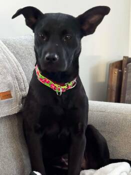 Black Labrador Retriever Dogs Available for Adoption - Clementine | PetCurious