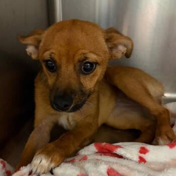 Lady -  Mixed Breed Dog for Adoption in Lake Jackson, Texas - Lady | PetCurious