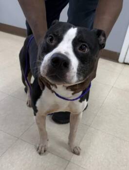 TANGERINE -  Pit Bull Terrier and Mixed Breed Dog for Adoption in Killeen, Texas - TANGERINE | PetCurious