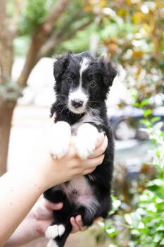 Bugsy -  Aussiedoodle and Goldendoodle Dog for Adoption in Franklin, Tennessee - Bugsy | PetCurious