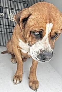 Labrador Retriever and Boxer Dogs Available for Adoption - A651384 | PetCurious