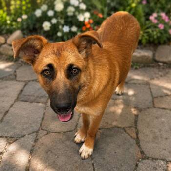 Duchess D46368 -  Shepherd and Mixed Breed Dog for Adoption in Corsicana, Texas - Duchess D46368 | PetCurious