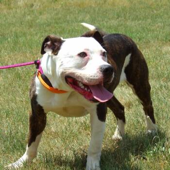 Rescue Pit Bull Terrier Dogs for Adoption in Vineland, New Jersey - Munchie | PetCurious