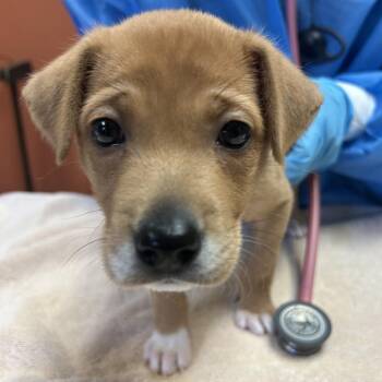 Mixed Breed Dogs Available for Adoption in Flagstaff, Arizona - Churro - In Foster! | PetCurious