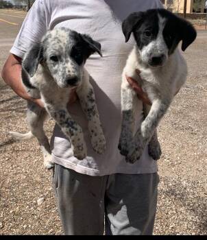 Australian Cattle Dog Blue Heeler and Border Collie Dogs Available for Adoption in Lafayette, Colorado - Spots | PetCurious