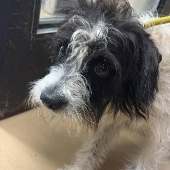 Terrier Dogs Available for Adoption in Chino Hills, California - Mack- City Of Industry Location | PetCurious