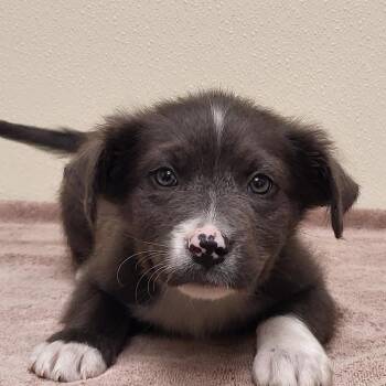 Mixed Breed Dogs Available for Adoption in Marion, Mississippi - Al | PetCurious