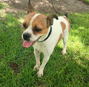 Yamileth -  Boston Terrier Dog for Adoption in Harlingen, Texas - Yamileth | PetCurious