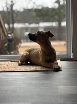 Carolina Dog and Black Mouth Cur Dogs Available for Adoption - Millie | PetCurious