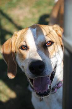 Fern -  Treeing Walker Coonhound and Great Pyrenees Dog for Adoption in Hayward, Wisconsin - Fern | PetCurious