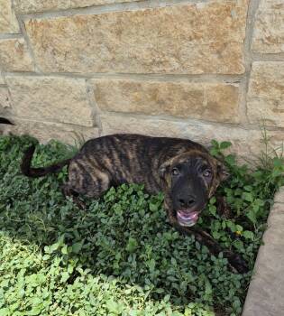 Kimahri -  Shepherd Dog for Adoption in Schertz, Texas - Kimahri | PetCurious