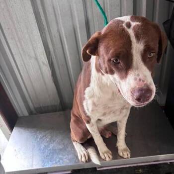 Dozer 26-09-160 -  Pit Bull Terrier and Border Collie Dog for Adoption in Bastrop, Texas - Dozer 26-09-160 | PetCurious