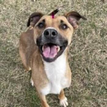 Labrador Retriever and Black Mouth Cur Dogs Available for Adoption in Overland Park, Kansas - Tigger | PetCurious