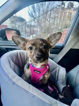 Chiweenie Dogs Available for Adoption - Remy | PetCurious