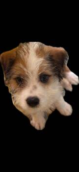 Aggie -  Mixed Breed Dog for Adoption in Bardonia, New York - Aggie | PetCurious