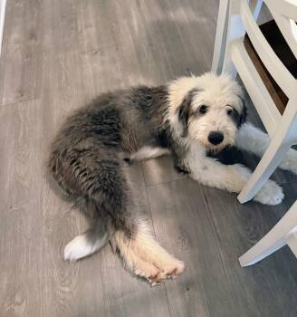 Old English Sheepdog Dogs Available for Adoption in Silsbee, Texas - Major #A-142072 | PetCurious