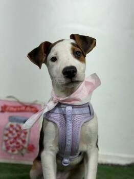 Bart Simpson-One of our Amazing Rescue Dogs -  Beagle and Labrador Retriever Dog for Adoption in Carlsbad, California - Bart Simpson-One Of Our Amazing Rescue Dogs | PetCurious