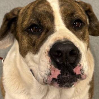 Mixed Breed Dogs Available for Adoption - FWT Jack | PetCurious