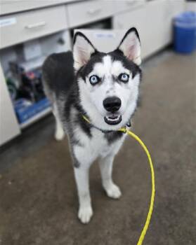 COOKIE -  Mixed Breed Dog for Adoption in Dallas, Texas - COOKIE | PetCurious