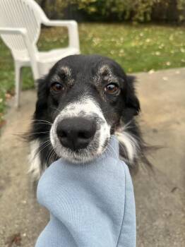 Rescue Australian Shepherd and Border Collie Dogs for Adoption in Woolwich, Maine - Elmer | PetCurious