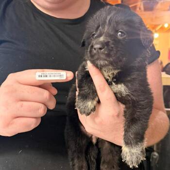 Piper Orange -  Black Labrador Retriever and Great Pyrenees Dog for Adoption in Savannah, Georgia - Piper Orange | PetCurious