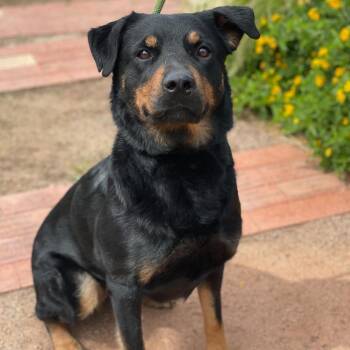 Rottweiler and Mixed Breed Dogs Available for Adoption in Riverside, California - Stella | PetCurious